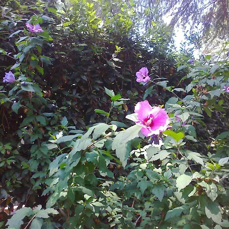Appia Felis